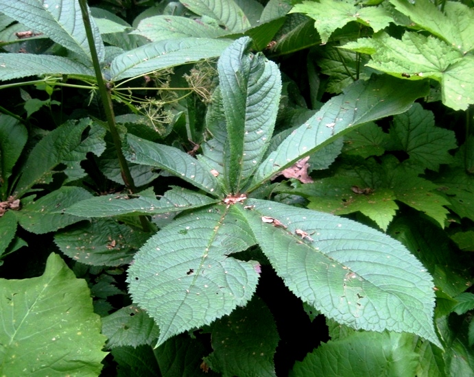 Image of Rodgersia aesculifolia specimen.