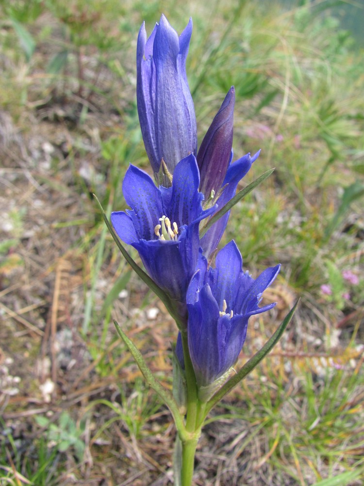 Изображение особи Gentiana decumbens.