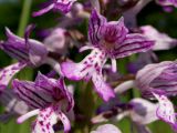 Orchis militaris