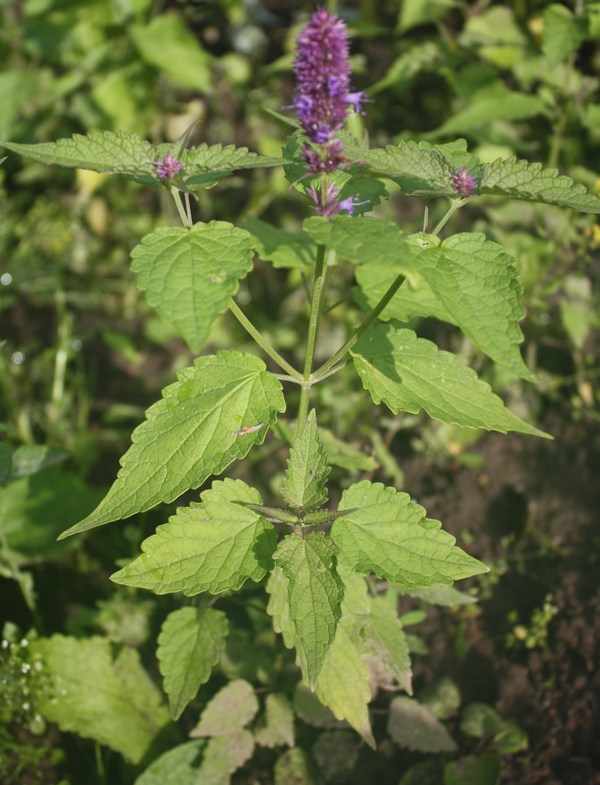 Изображение особи род Agastache.