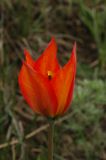 Tulipa ostrowskiana
