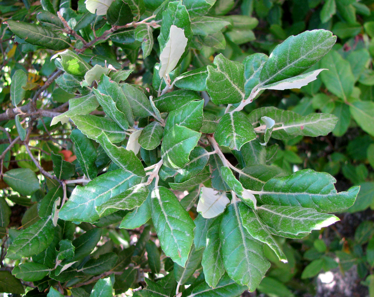 Image of Quercus suber specimen.