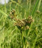 Scirpus orientalis