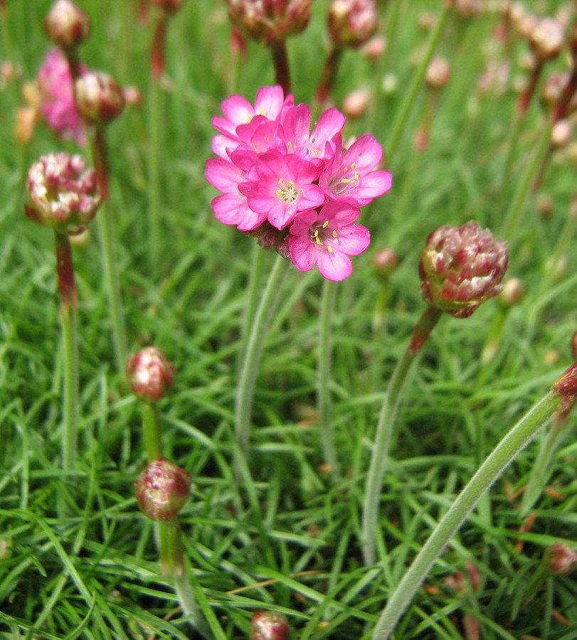 Изображение особи Armeria maritima.