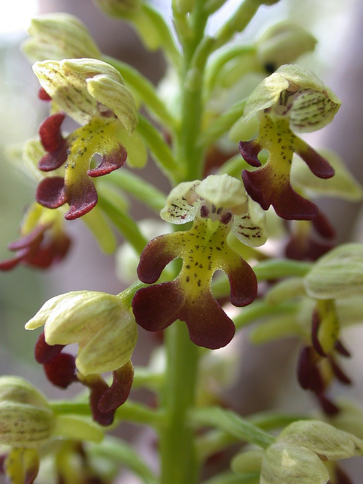 Image of Orchis punctulata specimen.