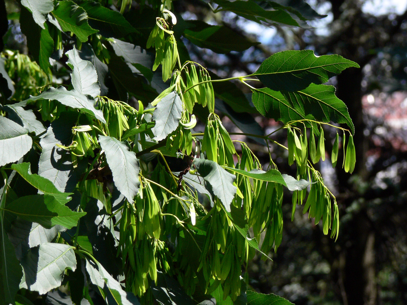 Изображение особи род Fraxinus.