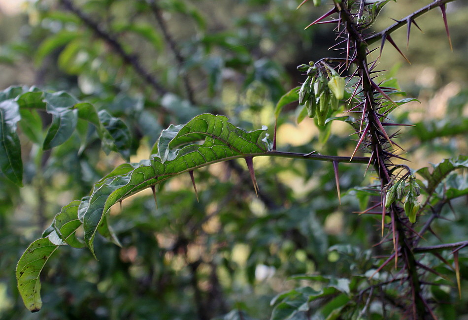 Image of Solanum atropurpureum specimen.