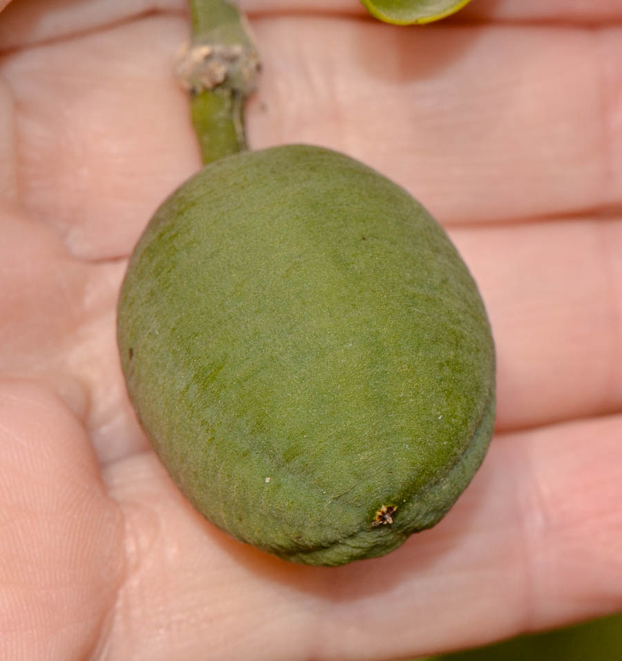 Image of Balanites aegyptiaca specimen.