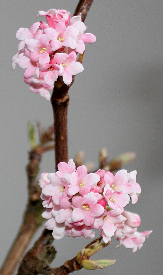 Image of Viburnum &times; bodnantense specimen.