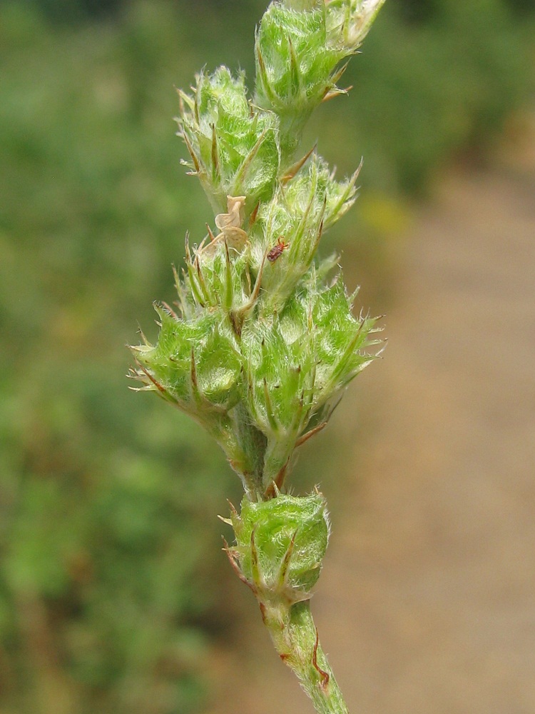 Image of Onobrychis viciifolia specimen.