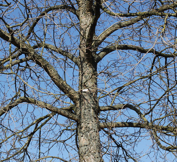 Image of Corylus colurna specimen.