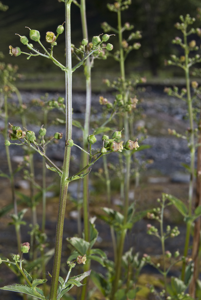 Image of Scrophularia umbrosa specimen.