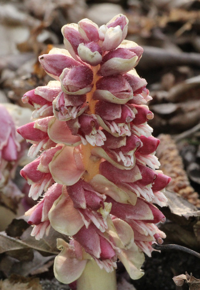 Изображение особи Lathraea squamaria.