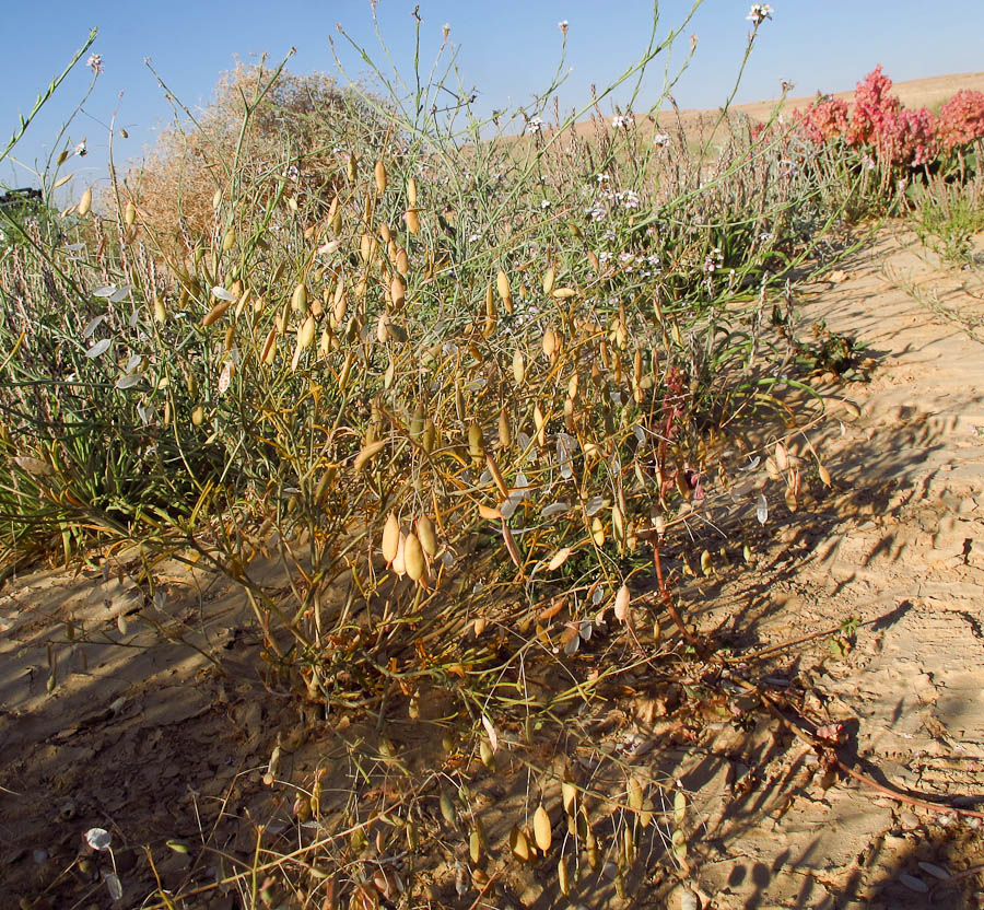 Image of Savignya parviflora specimen.