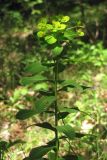 Euphorbia tauricola. Верхняя часть растения. Горный Крым, буковый лес в окр. с. Соколиное. 5 мая 2013 г.