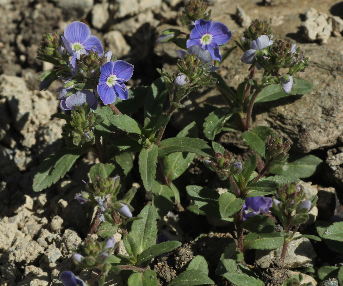 Image of Veronica umbrosa specimen.