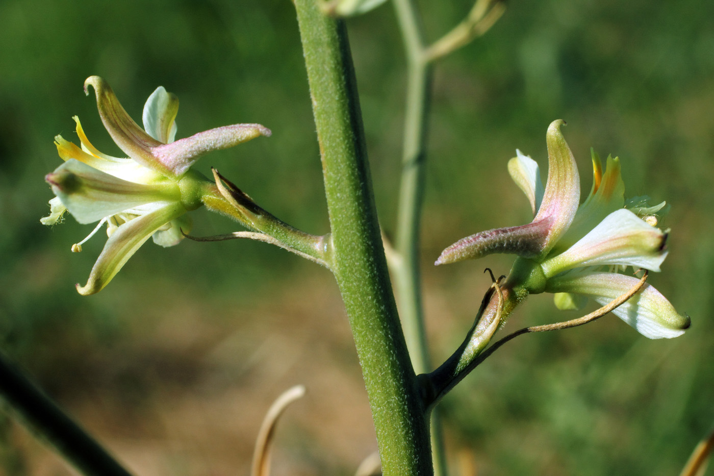 Image of Delphinium semibarbatum specimen.