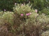 Cistus tauricus