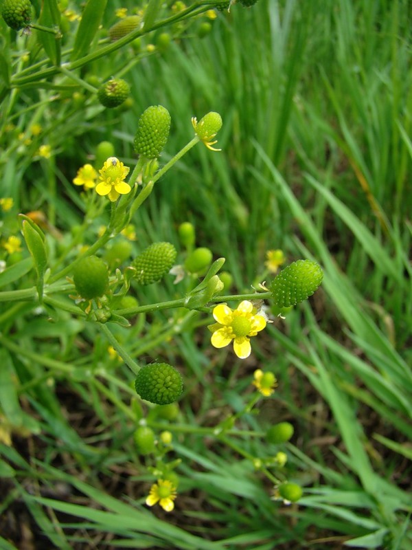 Изображение особи Ranunculus sceleratus.