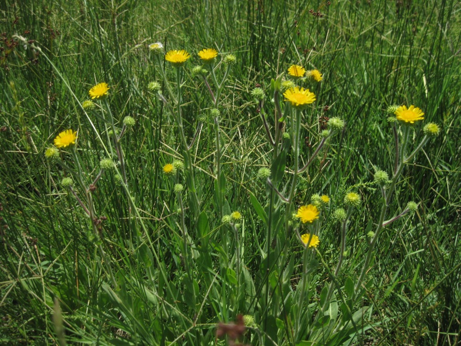 Изображение особи Inula aucheriana.