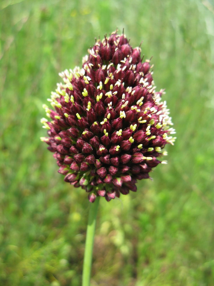 Image of Allium sphaerocephalon specimen.