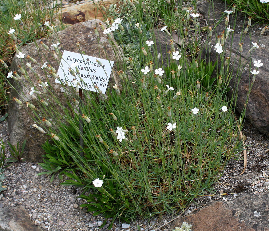 Image of Dianthus minutiflorus specimen.