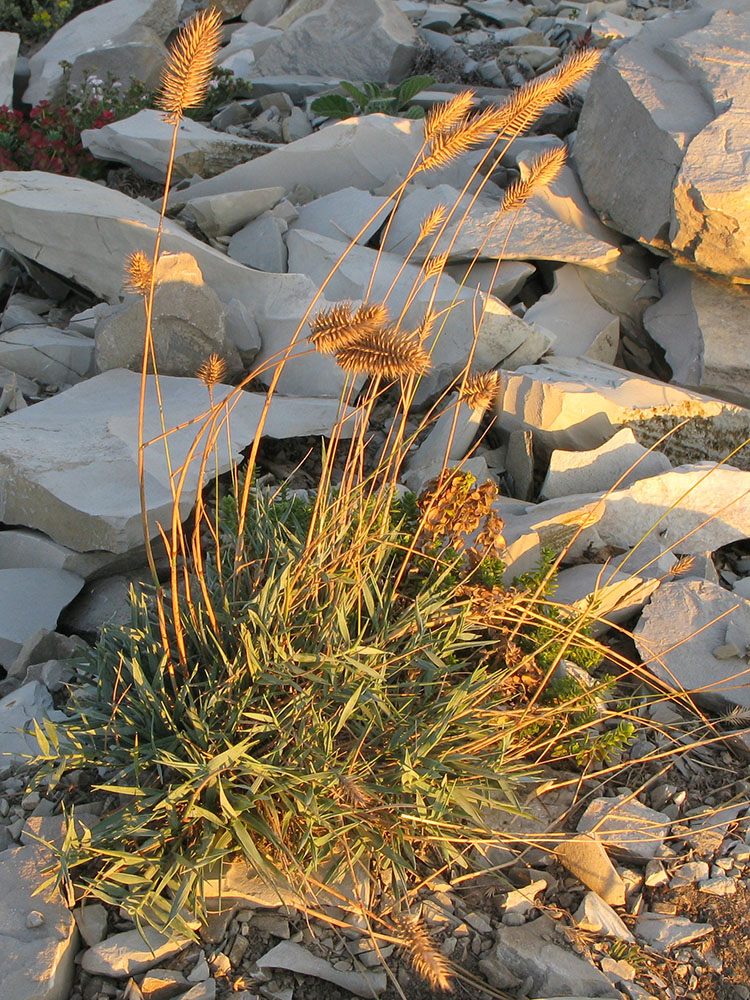 Image of Agropyron pinifolium specimen.