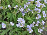 Polemonium boreale. Верхушки побегов с соцветиями и кормящимся жуком. Камчатский край, Ключевская группа вулканов, Толбачинский дол, окраина лавового поля. 17.07.2013.