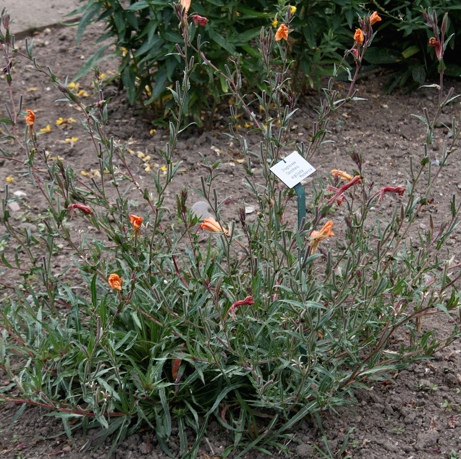 Image of Oenothera argillicola specimen.