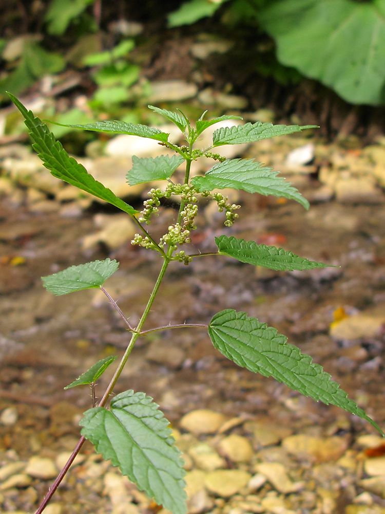 Изображение особи Urtica dioica.