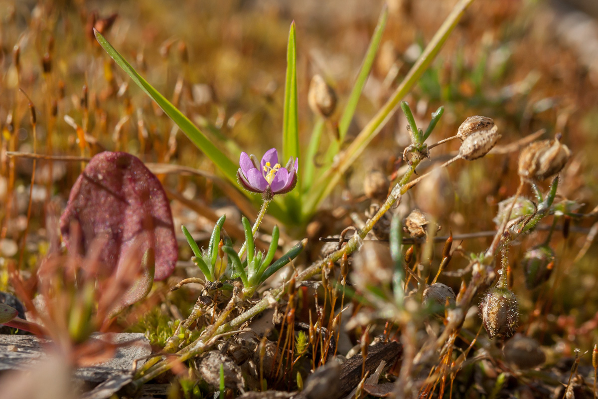 Image of Spergularia rubra specimen.