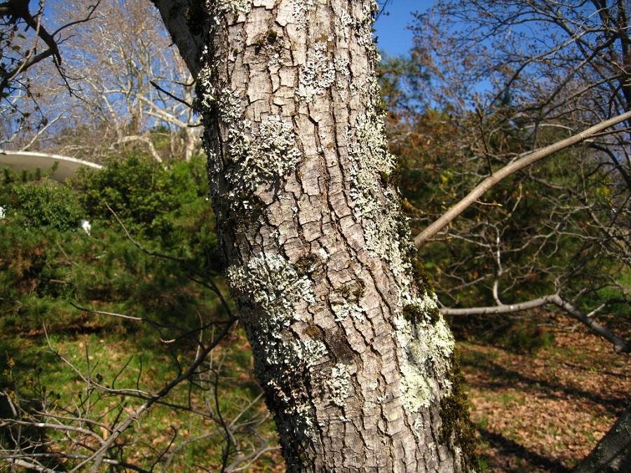 Image of Liquidambar formosana specimen.