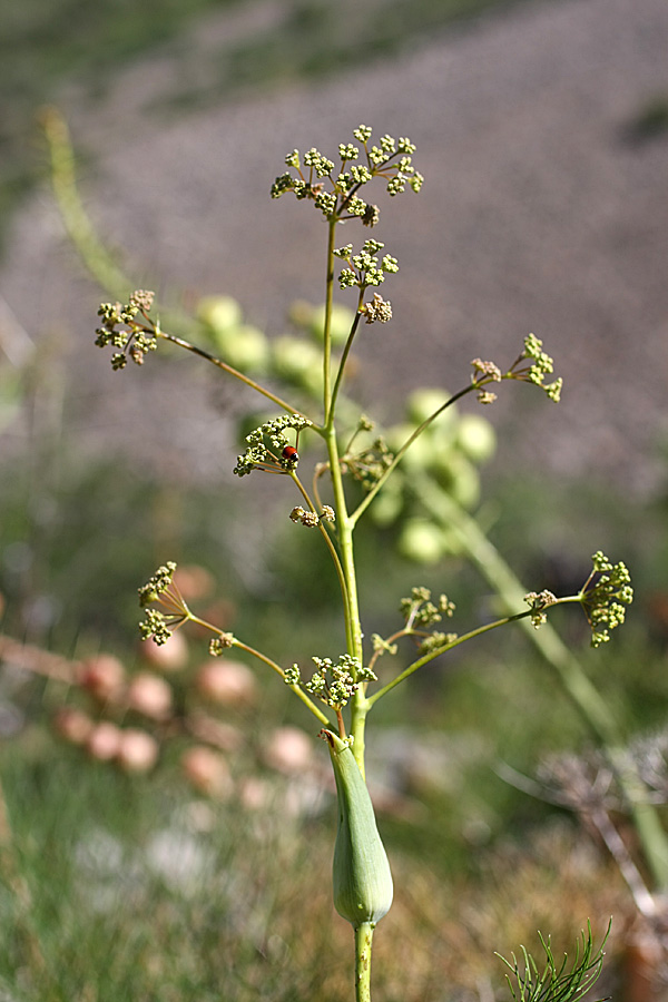 Изображение особи Ferula ugamica.