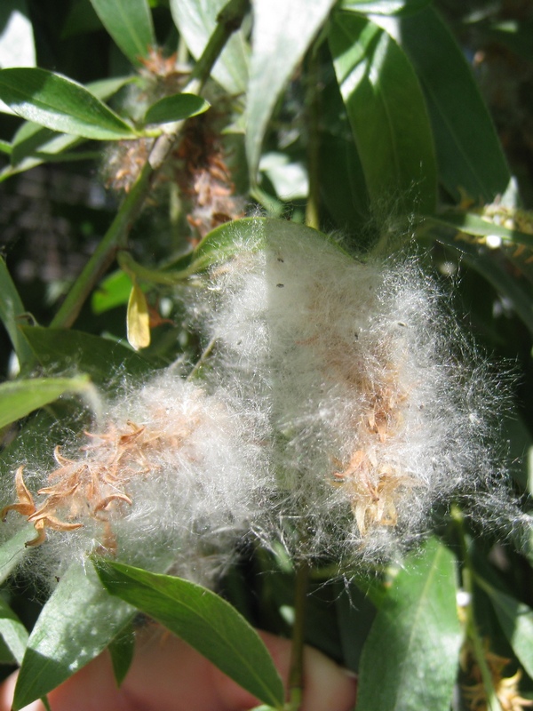 Image of Salix alba specimen.