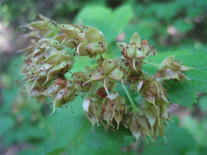 Image of Physocarpus opulifolius specimen.