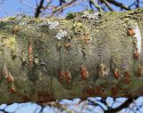 Prunus serrulata. Средняя часть скелетной ветви ('Shirotae') с эпифитными лишайниками и мхами. Германия, г. Дюссельдорф, Ботанический сад университета. 10.03.2014.