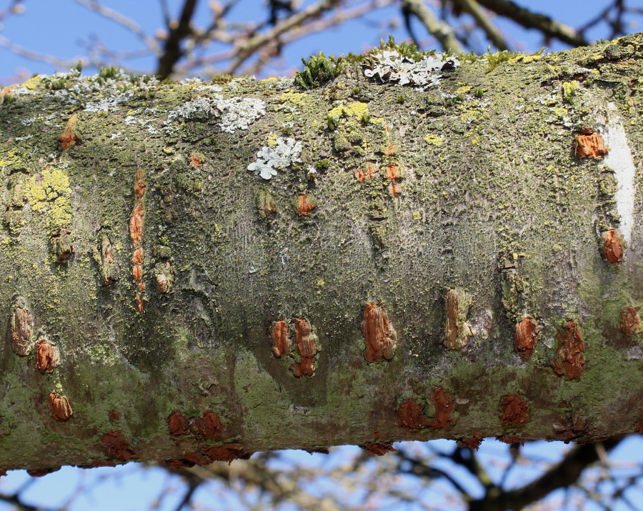 Image of Prunus serrulata specimen.