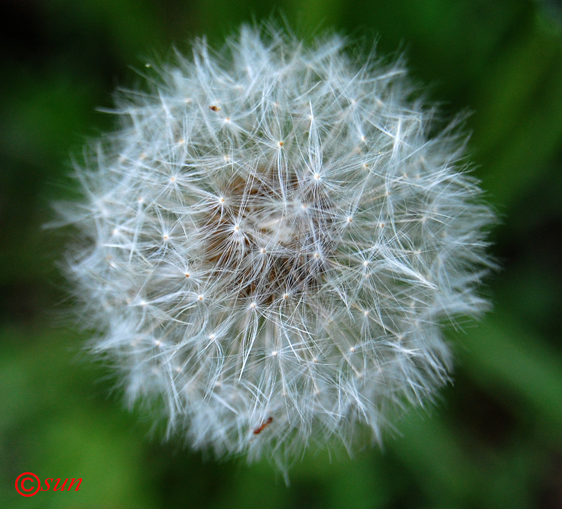 Изображение особи Taraxacum officinale.