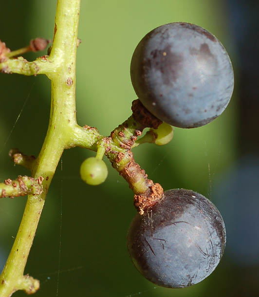 Image of Vitis amurensis specimen.