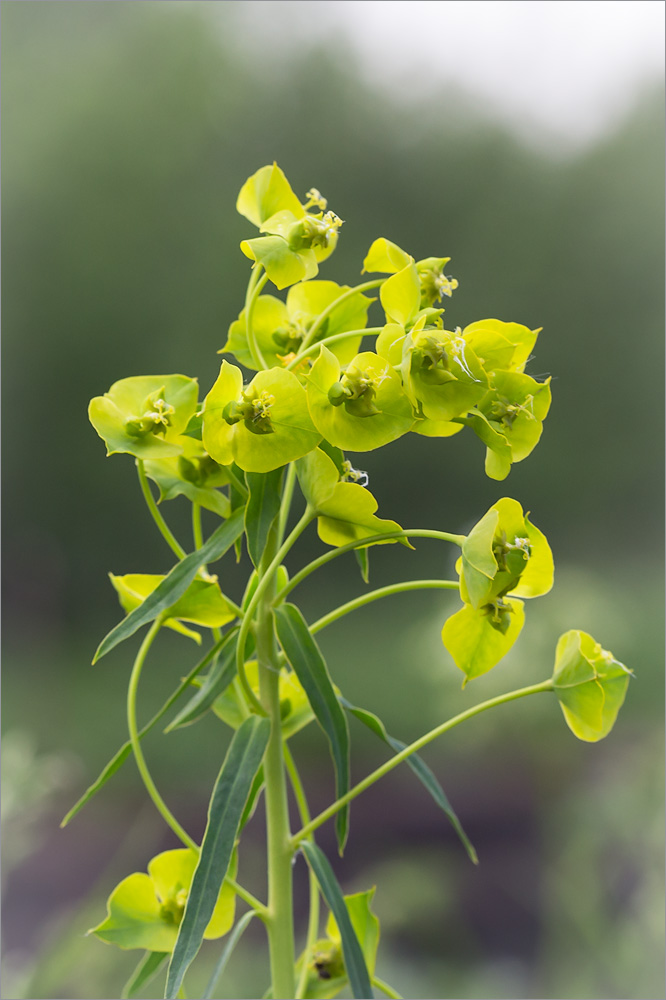 Изображение особи Euphorbia virgata.