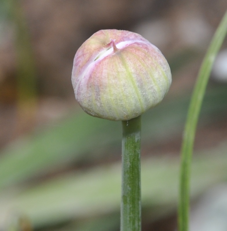 Изображение особи Allium amplectens.