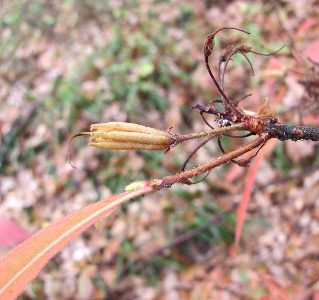 Image of Rhododendron luteum specimen.