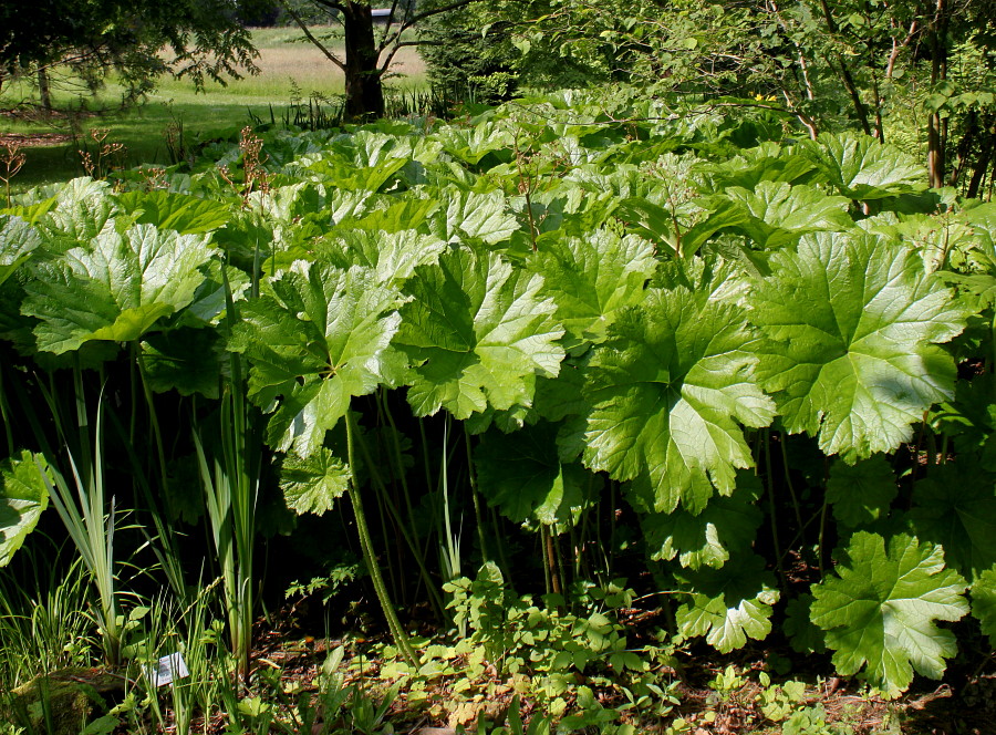 Изображение особи Darmera peltata.