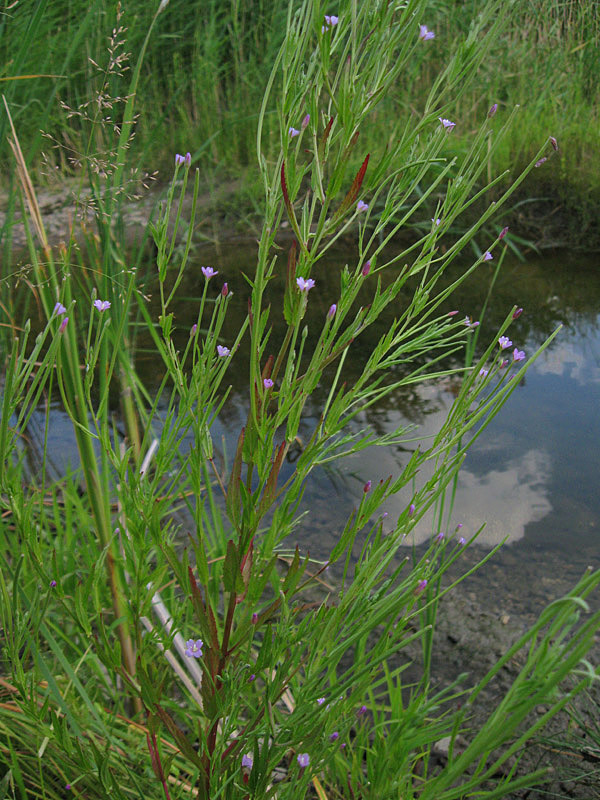 Image of Epilobium tetragonum specimen.