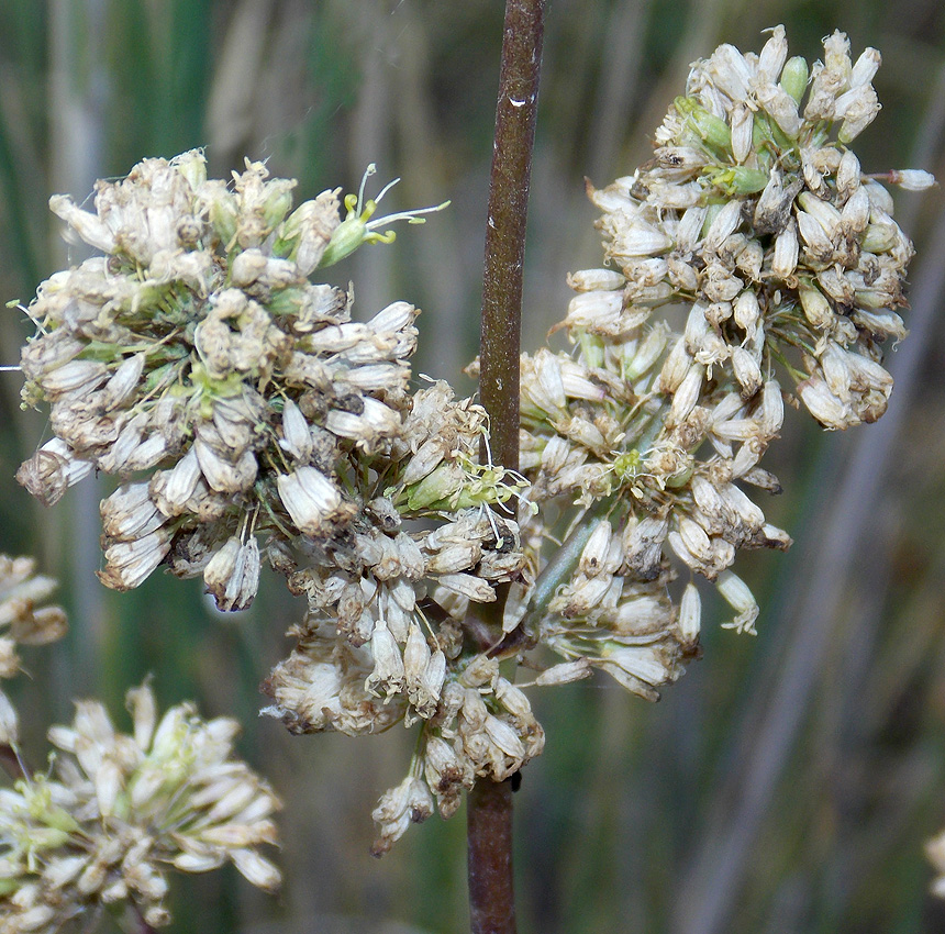 Image of Silene densiflora specimen.