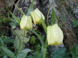 Fritillaria pallidiflora. Верхушки побегов с цветками. Казахстан, сев. макросклон Джунгарского Алатау обращенный к Алакольской котловине, ущ. Коль-Асу. 18 мая 2013 г.