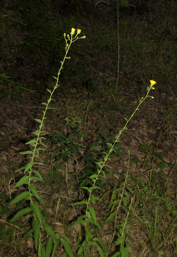 Image of genus Hieracium specimen.