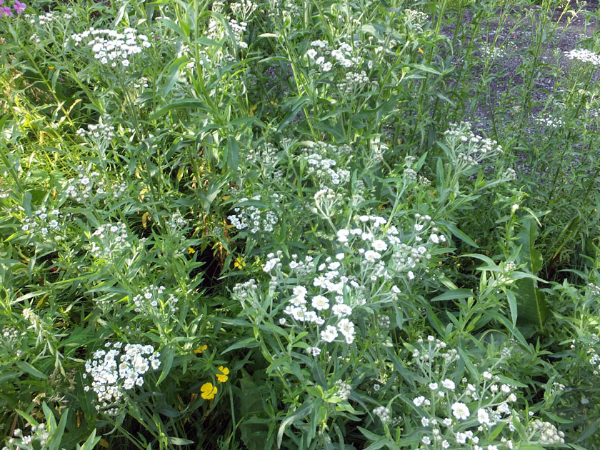 Изображение особи Achillea cartilaginea.