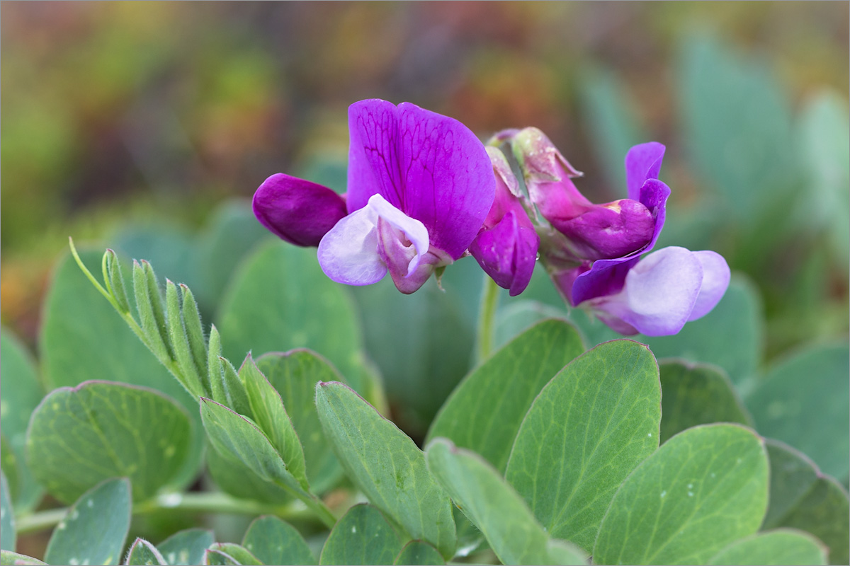 Image of Lathyrus japonicus ssp. pubescens specimen.