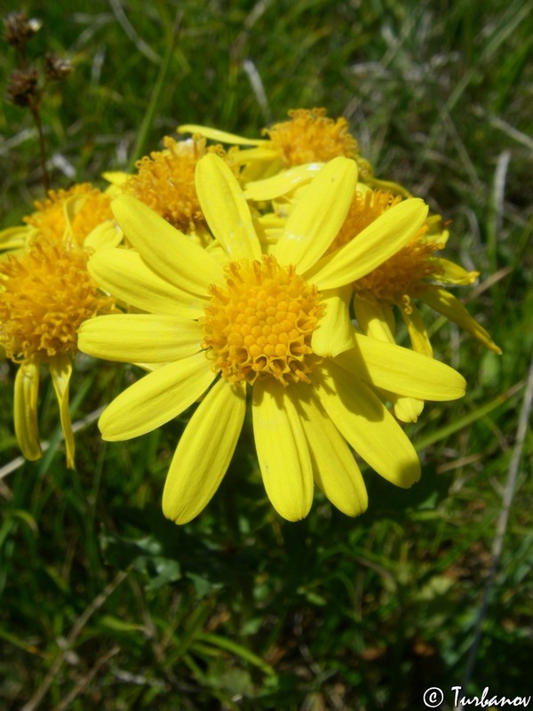 Image of Senecio tauricus specimen.